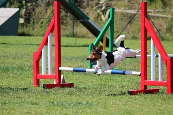 Psí agility — Stock fotografie