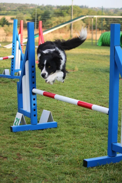 Dog agility — Stock Photo, Image