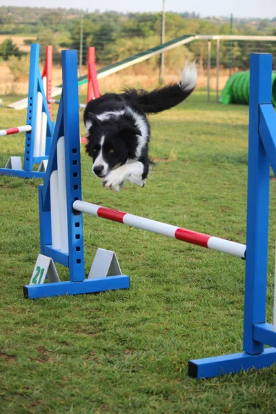 Psí agility — Stock fotografie