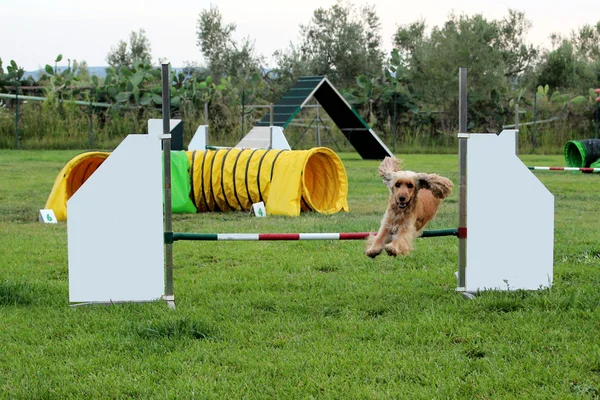 köpek çeviklik