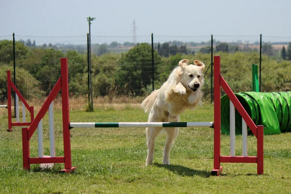 Psí agility — Stock fotografie