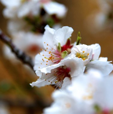 özellikle Sicilya badem çiçeği