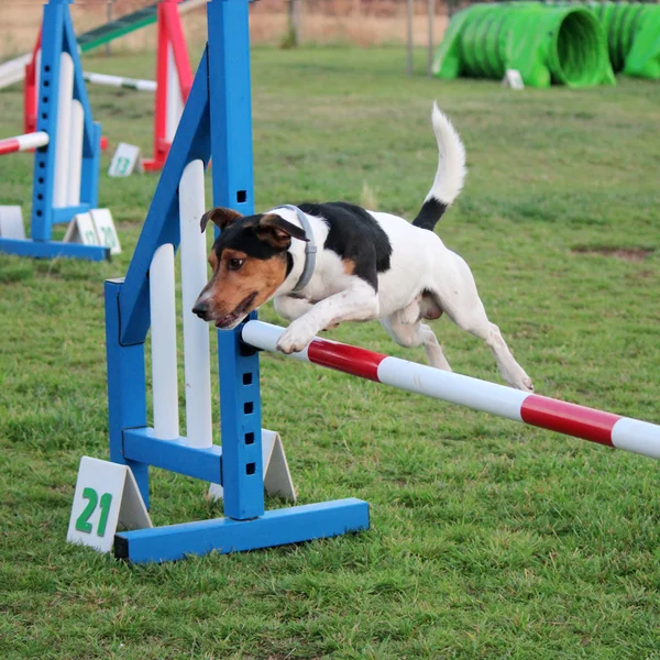 Psí agility — Stock fotografie