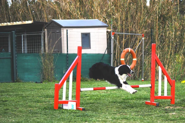 Psí agility — Stock fotografie