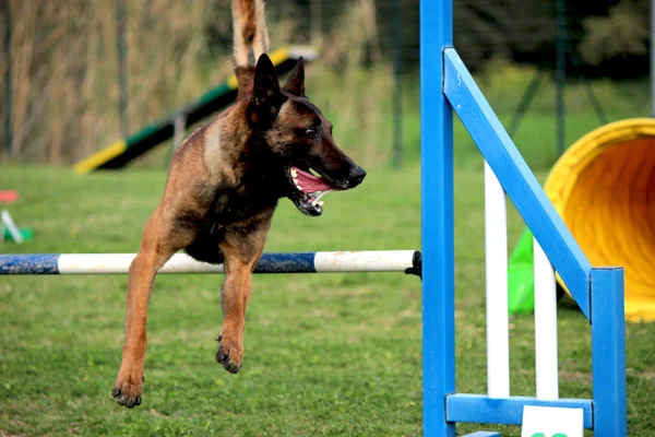 Agilità del cane — Foto Stock