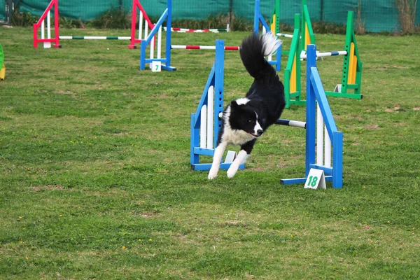 Agilidade cão — Fotografia de Stock