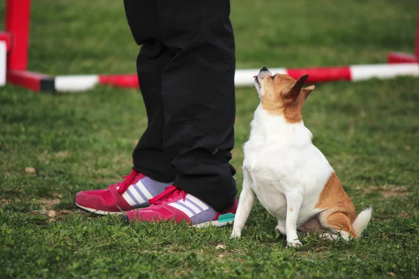 Chihuahua — Stock Fotó