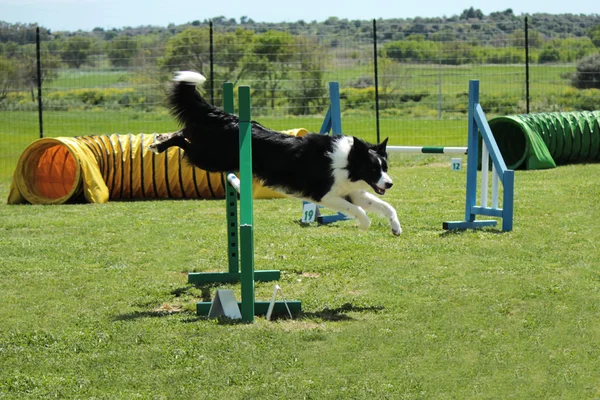 Agilité chien — Photo