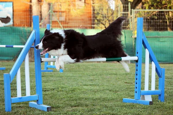 Beweglichkeit des Hundes — Stockfoto