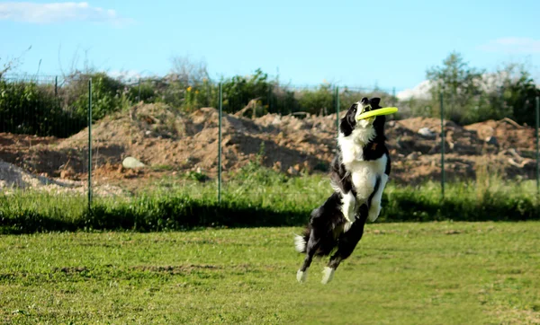 Perro de disco — Foto de Stock