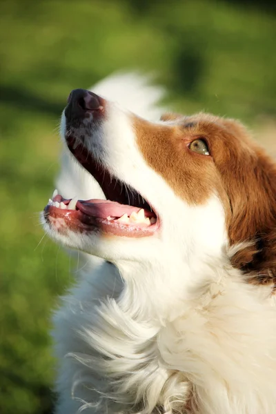 Border collie — Stock Photo, Image