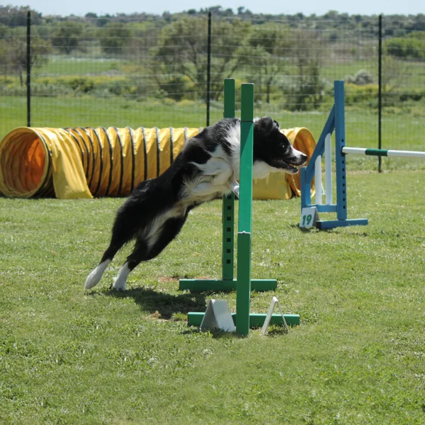 Beweglichkeit des Hundes — Stockfoto