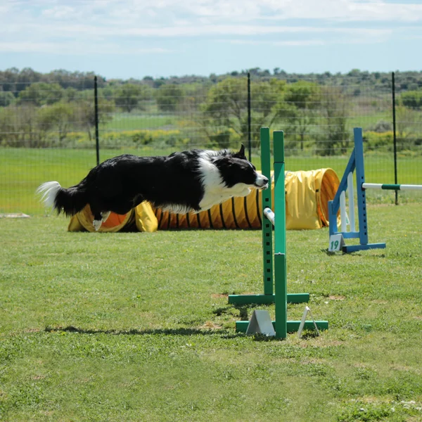 Psí agility — Stock fotografie