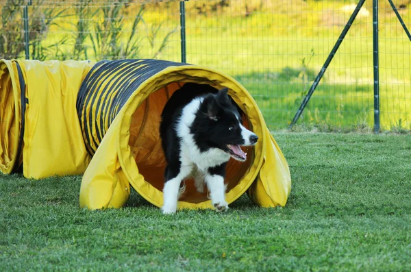 Psí agility — Stock fotografie