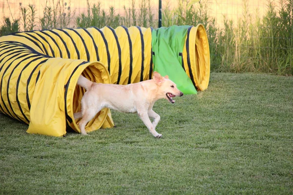 Agilidade cão — Fotografia de Stock
