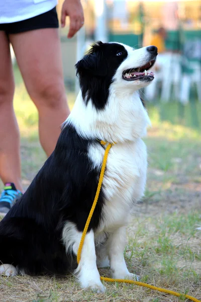 Border collie — Stock Photo, Image