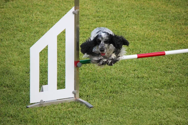 Agilità del cane — Foto Stock