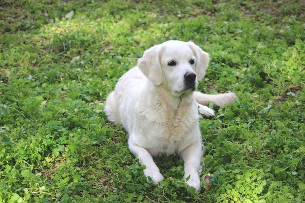 Golden retriever — Stock Photo, Image