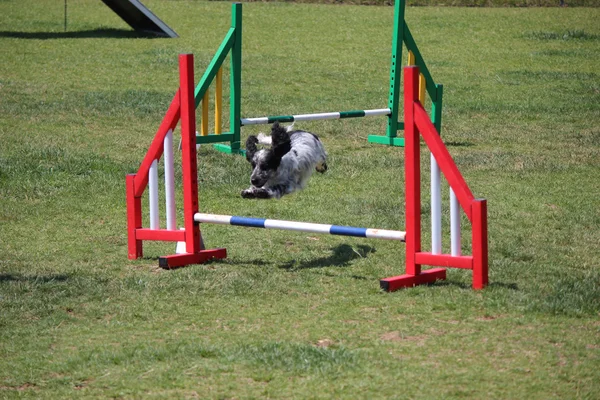 Hund agility — Stockfoto