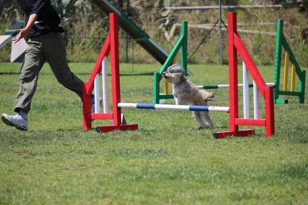 köpek çeviklik