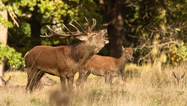 Yetişkin kırmızı geyik, İngiltere 'nin Londra eyaletindeki Richmond Park' ta çiftleşme mevsiminde diğer erkeklere karşı kükreyerek ayakta duruyor. Rutting mevsimi sonbahar boyunca 2 ay sürer.