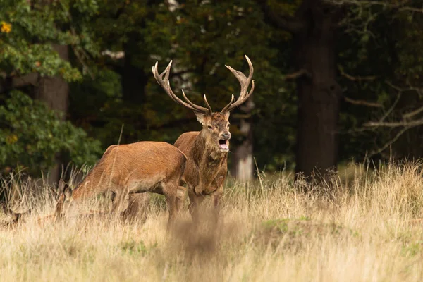 Adult Red Deer Standing Roaring While Walking His Herd Rutting — Stock Photo, Image