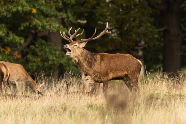 Adult Red Deer Standing Roaring While Walking His Herd Rutting — Stock Photo, Image