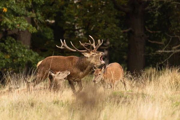 Adult Red Deer Standing Roaring While Walking His Herd Rutting — Stock Photo, Image