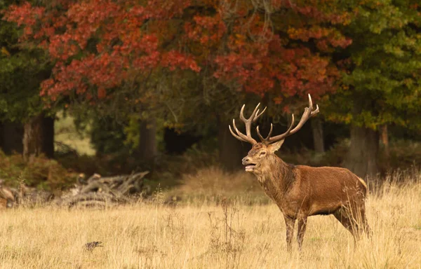 Vuxen Kronhjort Står Upp Och Går Runt Hans Hed Rutting — Stockfoto