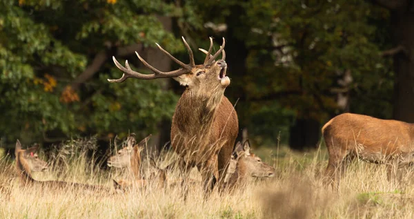 Adult Red Deer Standing Roaring While Walking His Herd Rutting — Stock Photo, Image