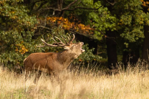 Adult Red Deer Standing Roaring Other Males Rutting Season Richmond — Stock Photo, Image