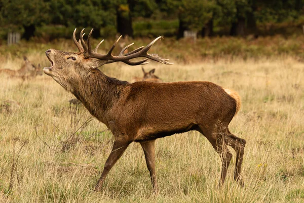 Ausgewachsene Rothirsche Stehen Auf Und Brüllen Während Der Brunftzeit Richmond — Stockfoto