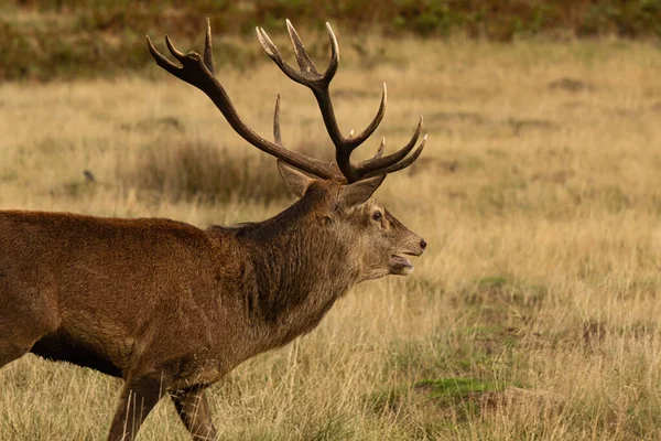 Adult Red Deer His Herd Rutting Season Richmond Park London — Stock Photo, Image