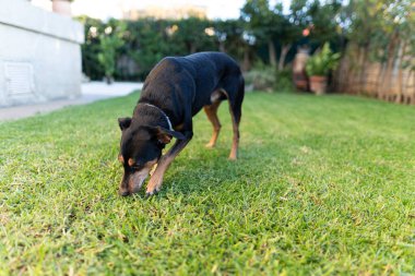 Özel bir bahçede çimlerle oynayan bir pinscher 'ın yakın plan fotoğrafı. Bu köpekler genellikle büyük alanlara ihtiyaç duyarlar. Böylece tüm enerjilerini koşup tüketebilirler..