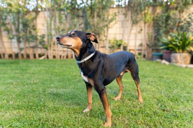 Özel bir bahçede çimlerle oynayan bir pinscher 'ın yakın plan fotoğrafı. Bu köpekler genellikle büyük alanlara ihtiyaç duyarlar. Böylece tüm enerjilerini koşup tüketebilirler..
