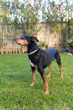 Özel bir bahçede çimlerle oynayan bir pinscher 'ın yakın plan fotoğrafı. Bu köpekler genellikle büyük alanlara ihtiyaç duyarlar. Böylece tüm enerjilerini koşup tüketebilirler..