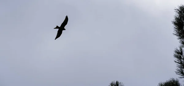 Foto Pássaro Predador Voando Acima Sua Presa Norte Estremadura Espanha — Fotografia de Stock