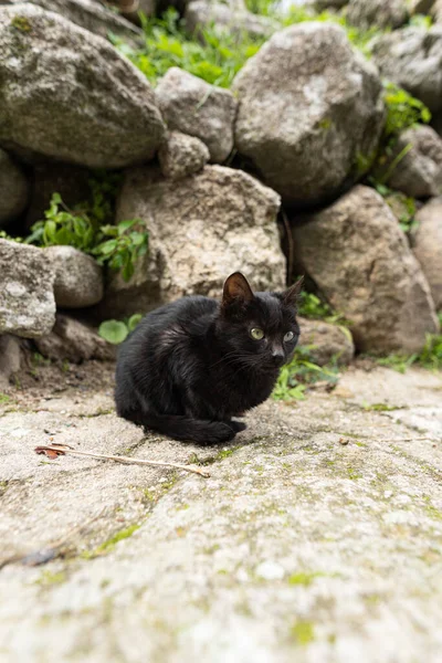 通りに緑の目をした黒い猫の写真 — ストック写真