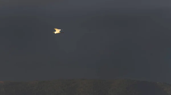 Foto Uma Garça Voando Sobre Lago Norte Estremadura Espanha Este — Fotografia de Stock