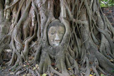 Görüntü Wat Mahathat Ayutthaya, Tayland, Buda'nın başkanı