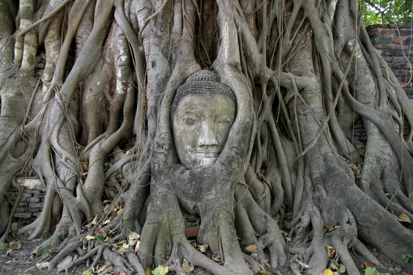 Imagen de la cabeza de Buda en Wat Mahathat en Ayutthaya, Tailandia —  Fotos de Stock