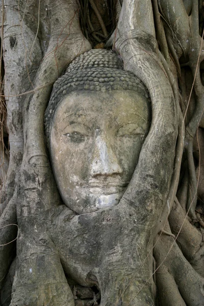 Imagen de la cabeza de Buda en Wat Mahathat en Ayutthaya, Tailandia —  Fotos de Stock
