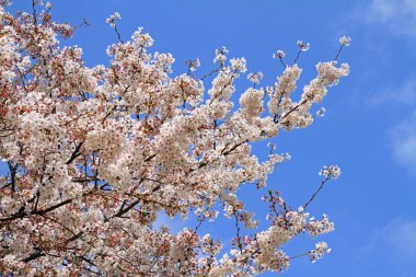Japonya erken Bahar güzel kiraz çiçekleri