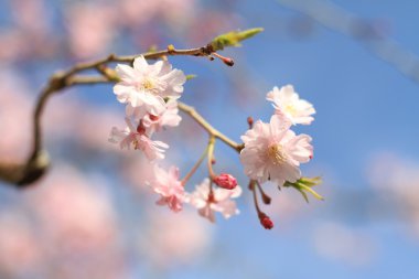 Japonya erken Bahar güzel kiraz çiçekleri