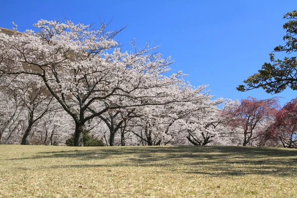 日本の早い春の美しい桜 — ストック写真