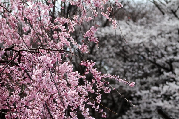 Belas flores de cereja no início da primavera do Japão — Fotografia de Stock