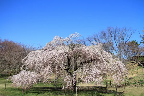 Hermosas flores de cerezo a principios de la primavera de Japón — Foto de Stock