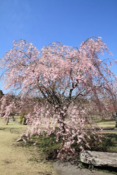 Smukke kirsebærblomster i det tidlige forår i Japan - Stock-foto