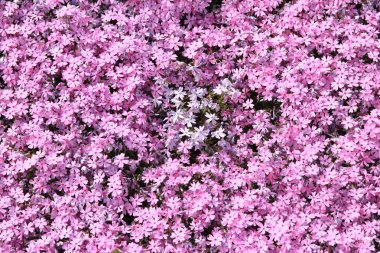 Pembe yosun phlox