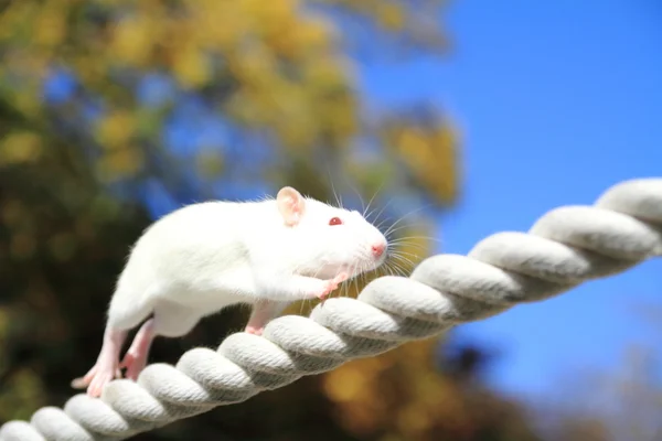 Ratón de casa en la cuerda — Foto de Stock